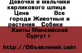 Девочки и мальчики карликового шпица  › Цена ­ 20 000 - Все города Животные и растения » Собаки   . Ханты-Мансийский,Сургут г.